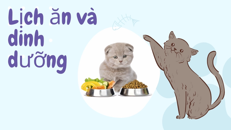 Lịch ăn và dinh dưỡng phù hợp cho mèo con