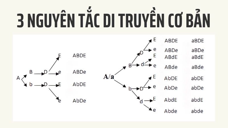 Sơ đồ minh họa 3 nguyên tắc di truyền cơ bản của mendel