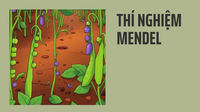 Vườn đậu hà lan nơi mendel thực hiện thí nghiệm di truyền