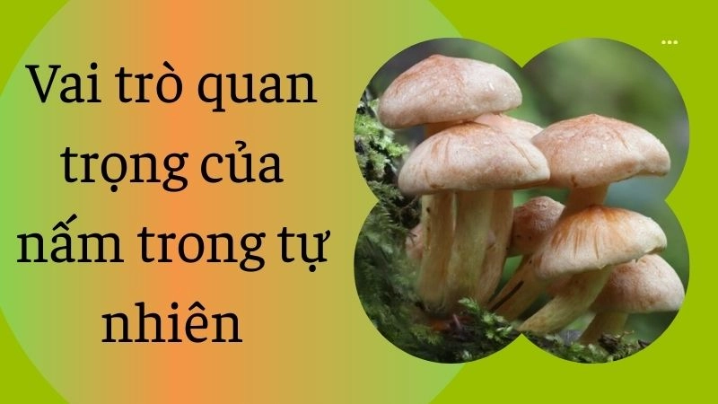 Vai trò quan trọng của nấm trong tự nhiên
