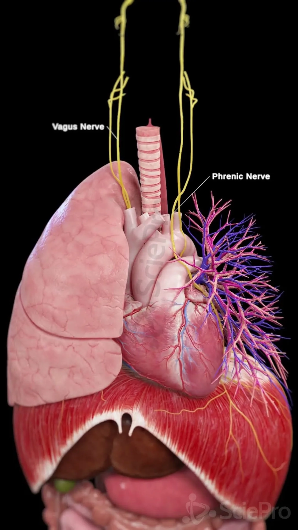 Sơ đồ giải phẫu dây thần kinh phế vị từ thân não đến các cơ quan nội tạng