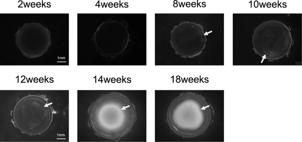 Hình ảnh minh họa đột biến gen trội biểu hiện ra kiểu hình