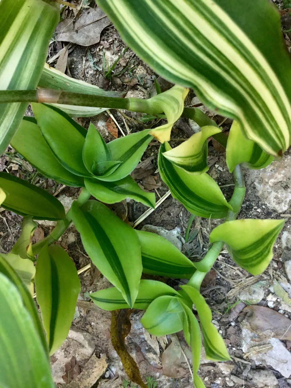 Tác dụng chữa bệnh của lá lược vàng trong dân gian