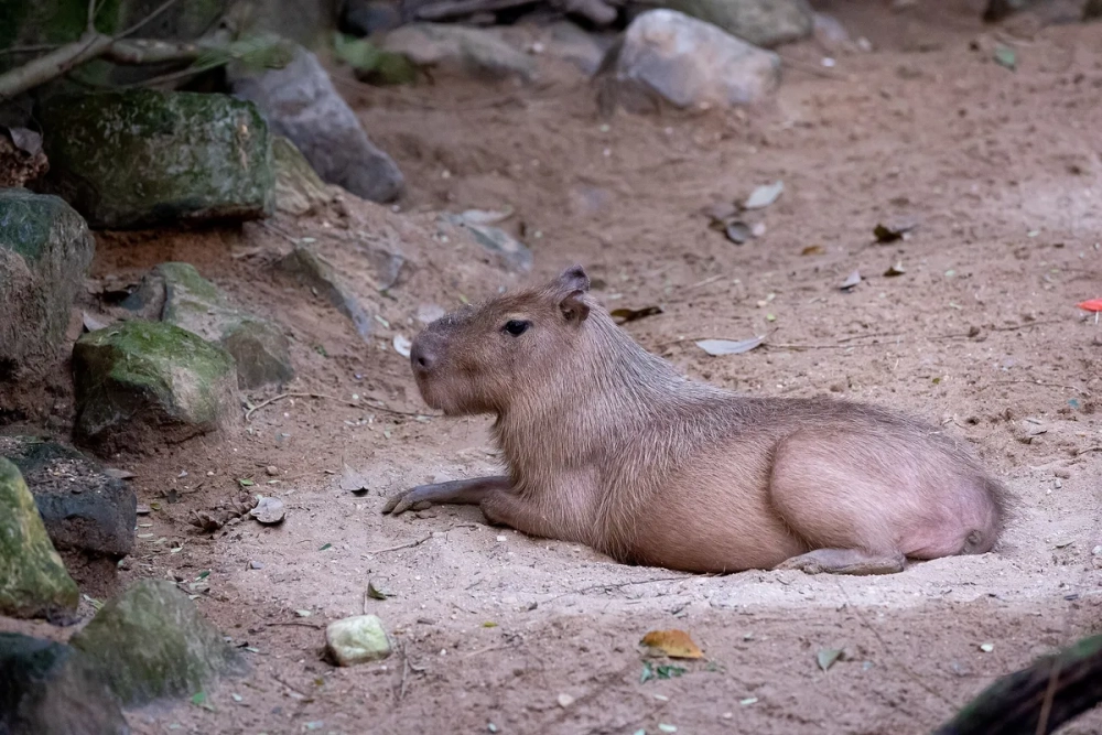 Chuột lang khổng lồ ngồi thư giãn cạnh bờ suối