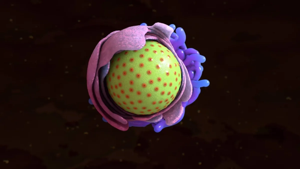 Cấu trúc ti thể và lục lạp trong tế bào thực vật