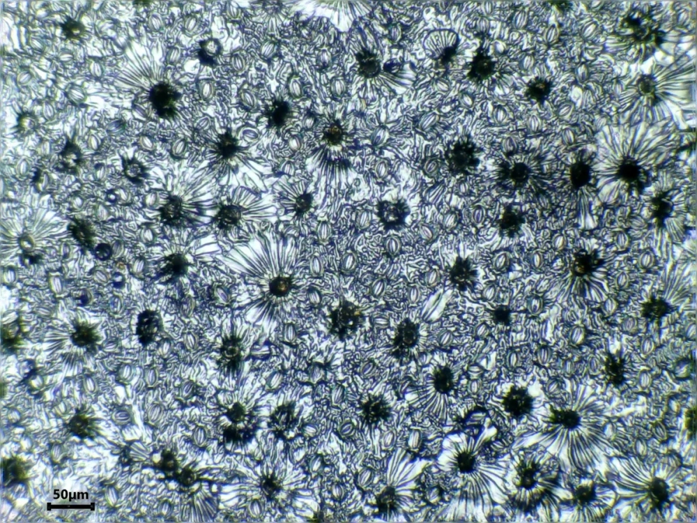 Chức năng của lớp biểu bì không chỉ là bảo vệ mà còn tham gia vào quá trình trao đổi khí qua hệ thống khí khổng.