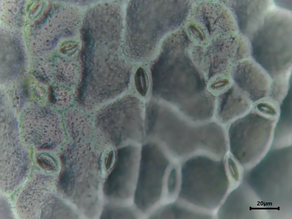 Hình ảnh so sánh sự khác biệt giữa Biểu bì và hạ bì trong cấu trúc da của động vật có vú.