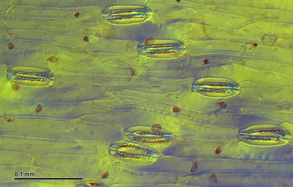 Cận cảnh Mô bì thực vật dưới kính hiển vi, cho thấy sự chuyên hóa của các tế bào bề mặt.