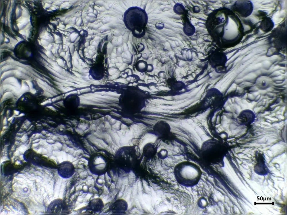 So sánh cấu tạo giữa Biểu bì rễ và lá để thấy sự khác biệt về chức năng hấp thụ và bảo vệ.