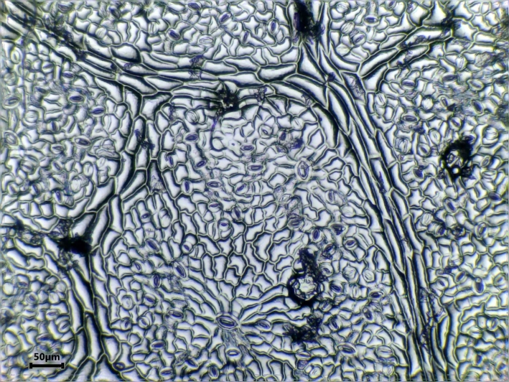 Lông hút ở biểu bì rễ thực chất là các tế bào biểu bì kéo dài, giúp tăng diện tích tiếp xúc với nguồn nước.