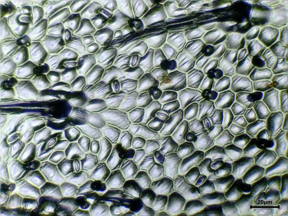 Cấu tạo chi tiết Biểu bì thân cây khi còn non, giúp thực hiện chức năng bảo vệ và đôi khi là quang hợp.