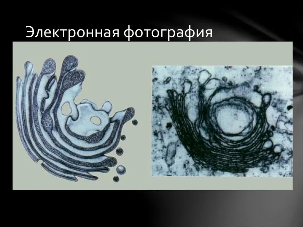 Hình ảnh 3d bộ máy Golgi mô phỏng cấu tạo túi dẹt