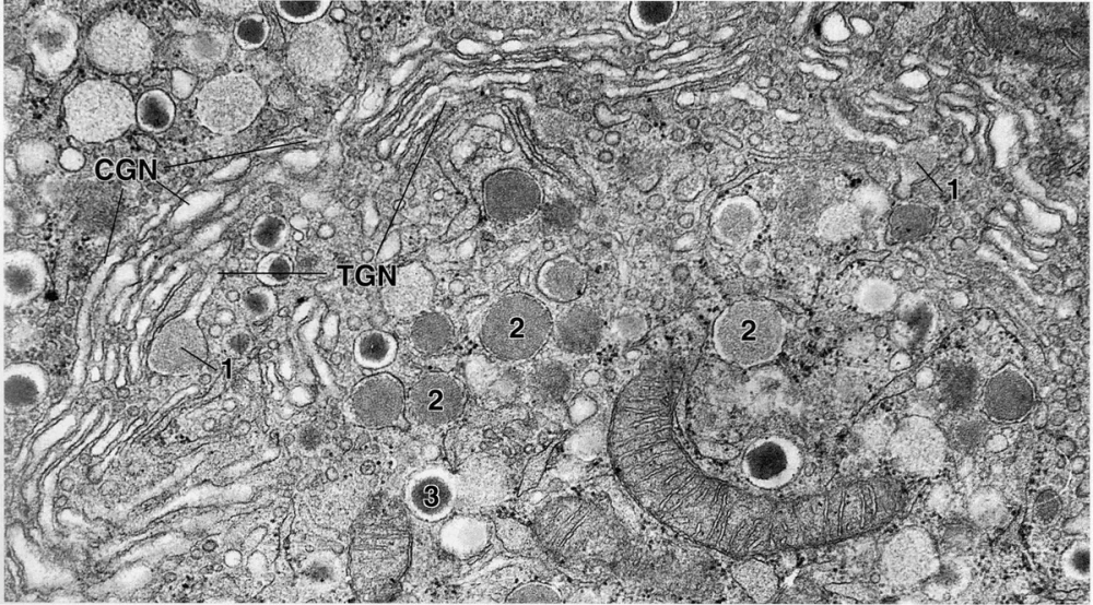 So sánh Golgi và lưới nội chất về hình thái chức năng