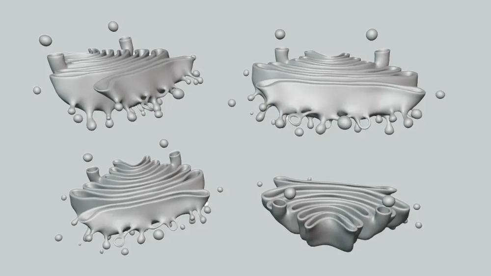 Mối quan hệ giữa nhân và bộ máy Golgi qua hệ thống màng