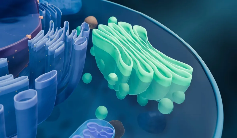 Quá trình glycosyl hóa protein diễn ra bên trong túi dẹt