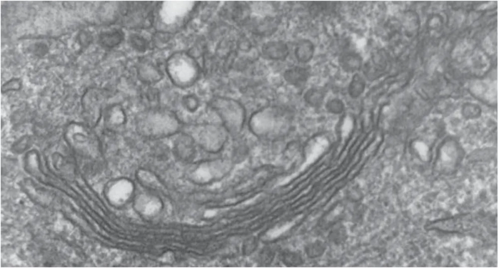 Cấu tạo chi tiết các chồng túi dẹt trong bộ máy Golgi
