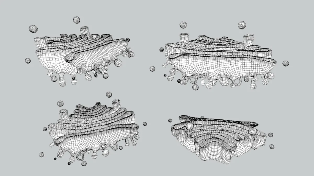 Các túi tiết Golgi đang vận chuyển vật chất ra màng tế bào