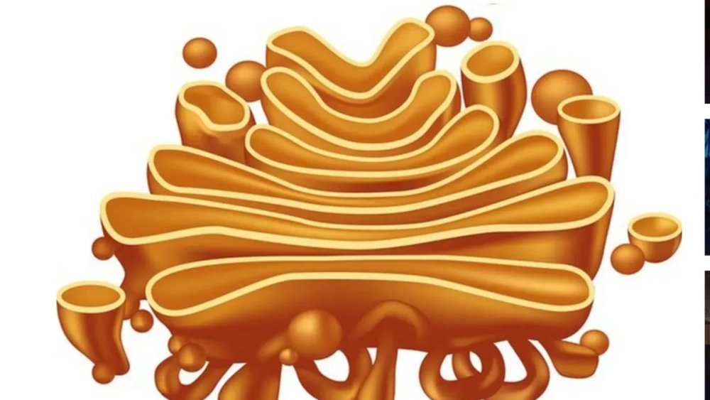 Sự bài tiết tế bào thông qua các túi vận chuyển Golgi