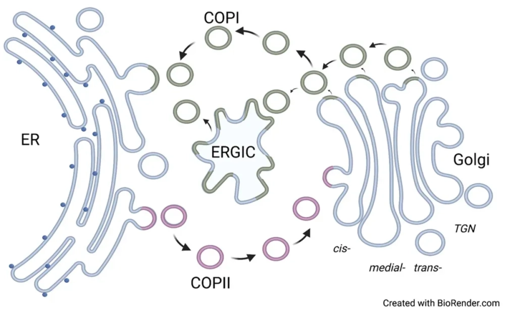 Cách thức bộ máy Golgi xử lý và phân loại enzyme
