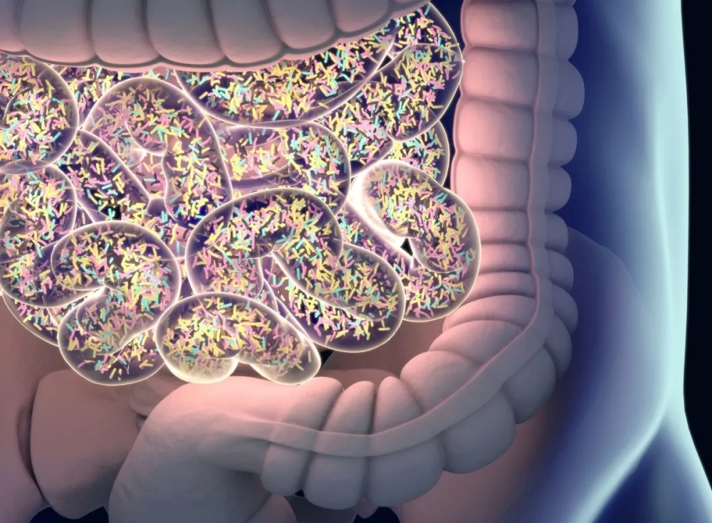 Sự đa dạng của các chủng vi sinh vật có lợi trong hệ tiêu hóa