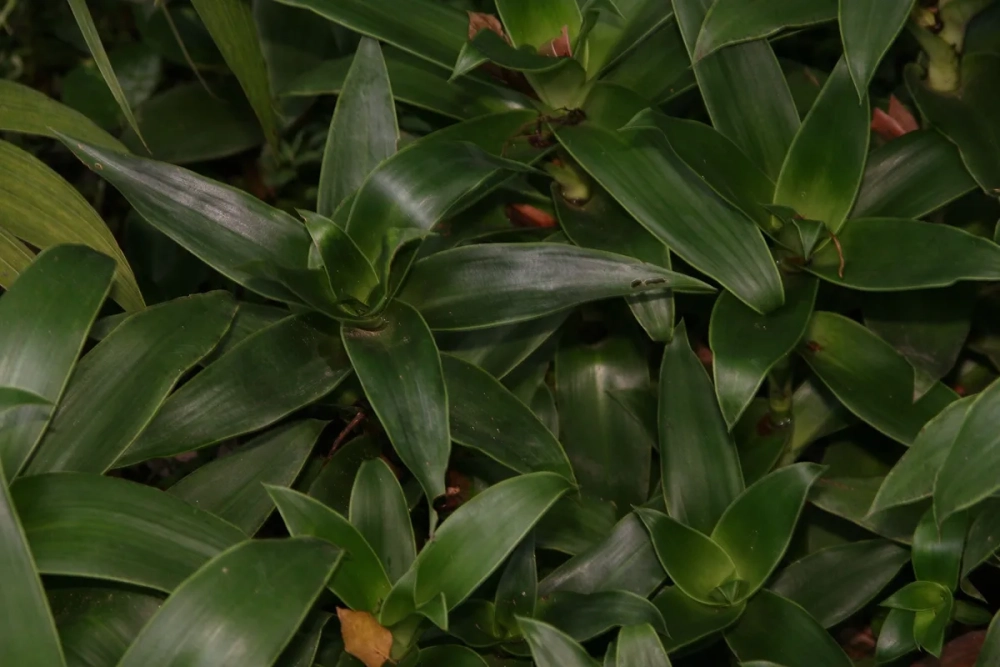 Chữa viêm xoang bằng cây lược vàng đơn giản