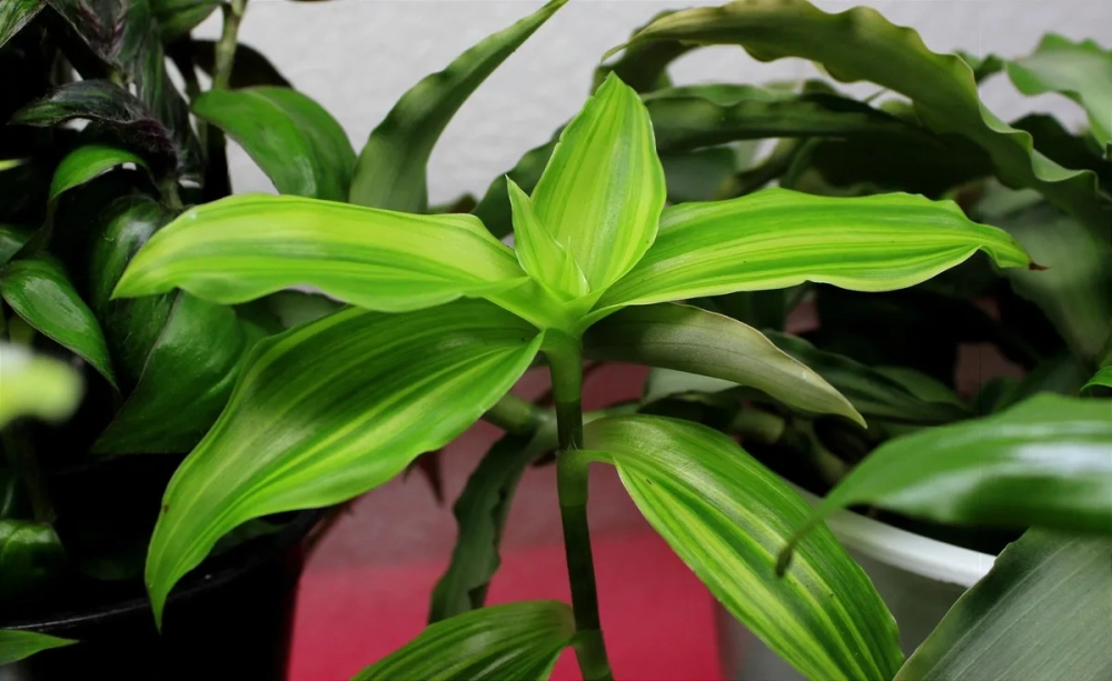 Cách chế biến cây lược vàng làm dược liệu sạch