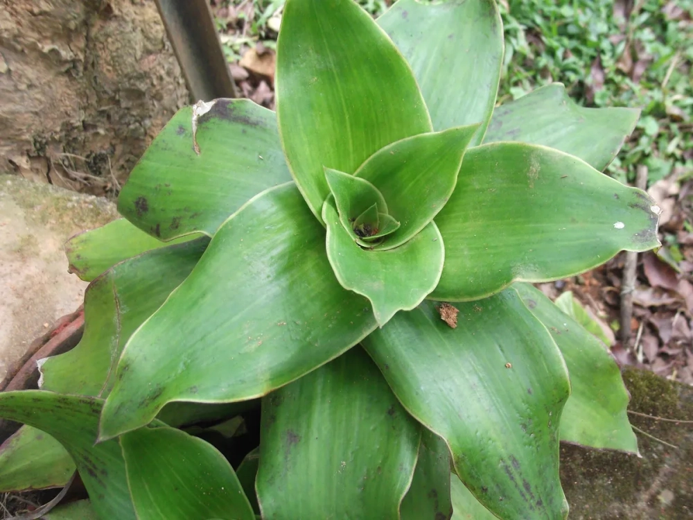 Hình ảnh lá lược vàng to dài và nhọn ở đầu