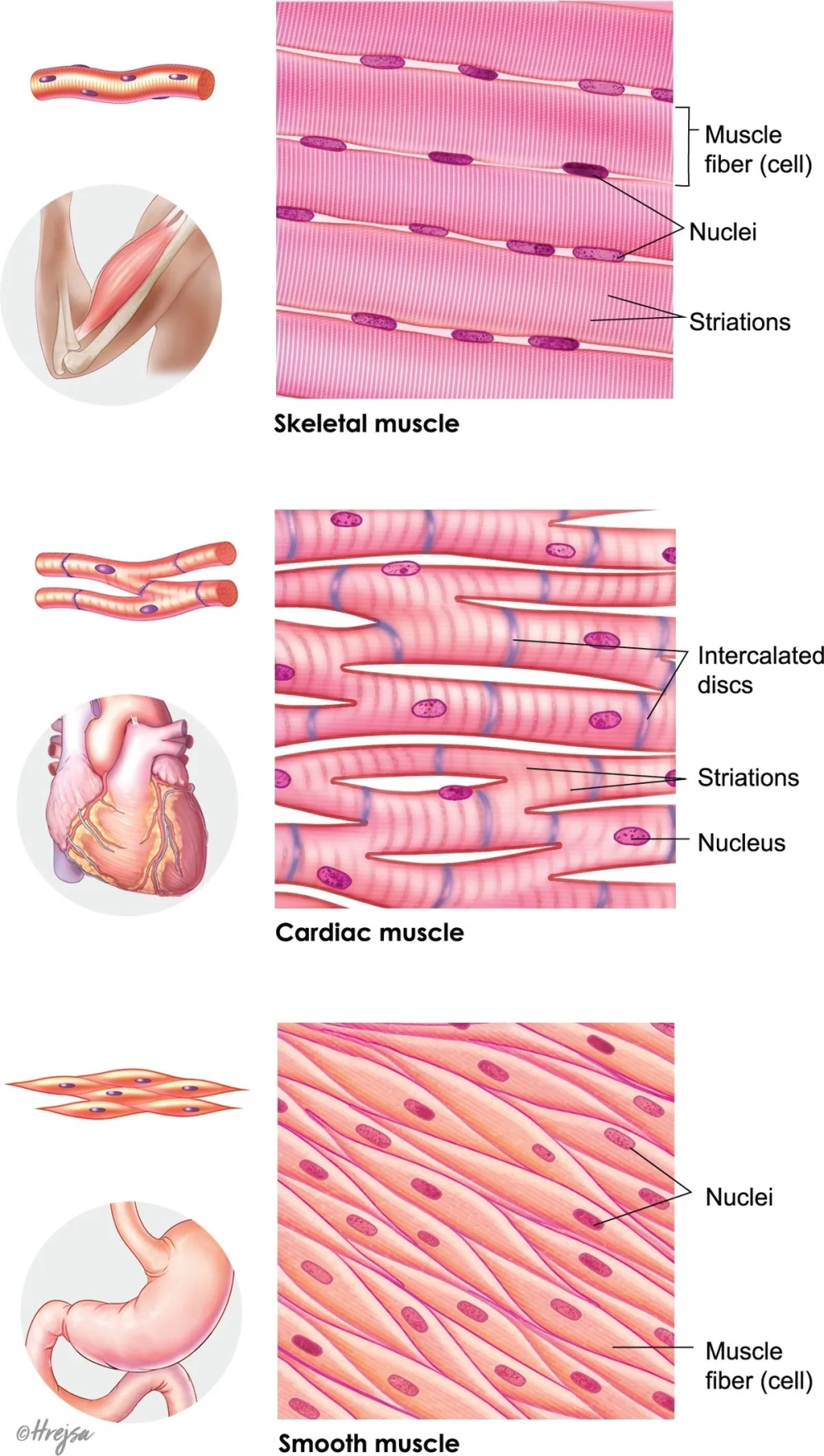 Cơ chế co cơ dựa trên sự tương tác giữa Actin và Myosin