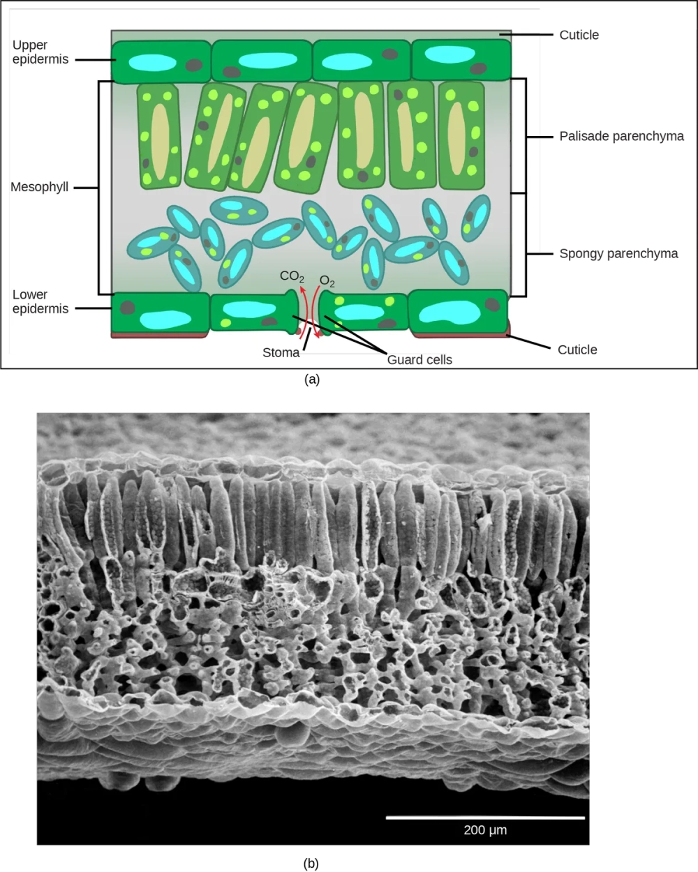 Sự sắp xếp tế bào mô giậu trong cấu trúc thịt lá