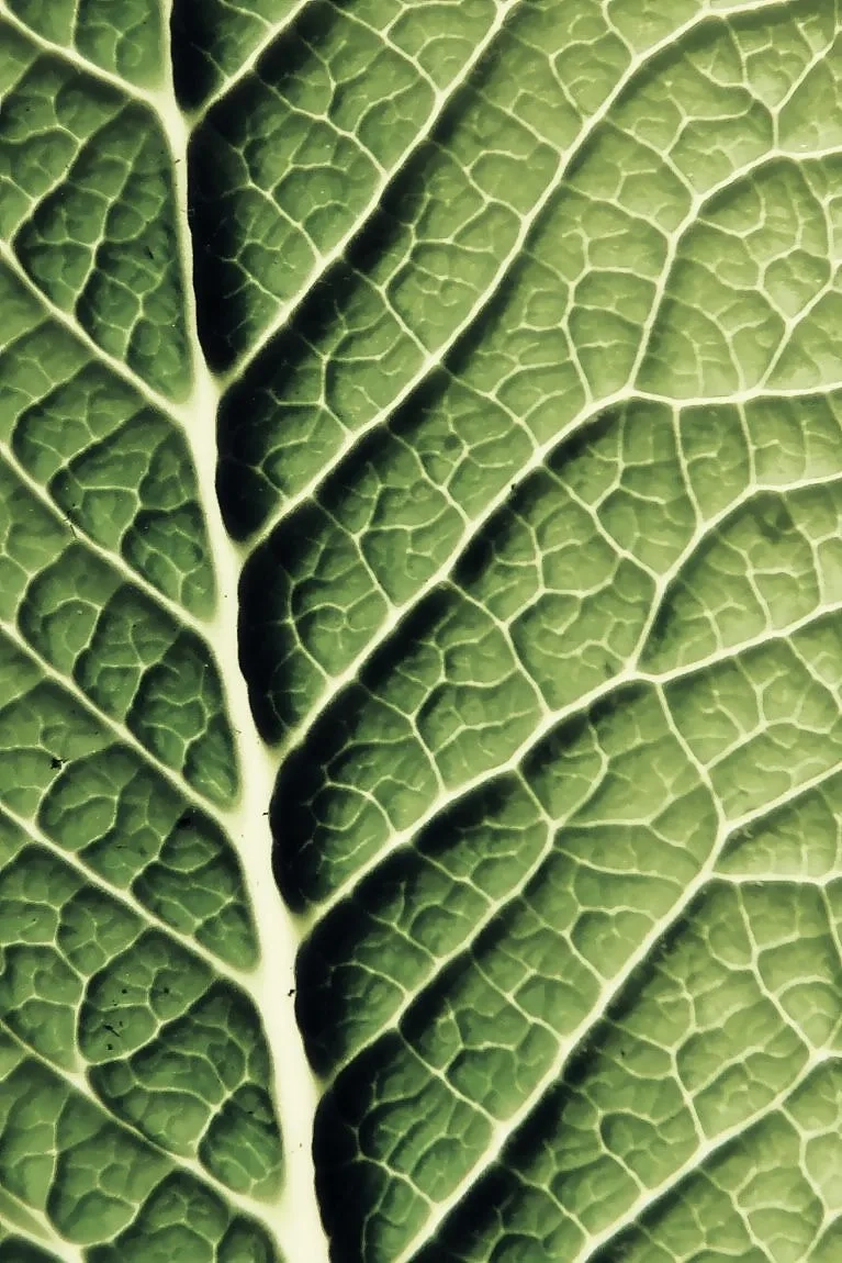 Cây có gân lá hình mạng thể hiện sự phân nhánh phức tạp