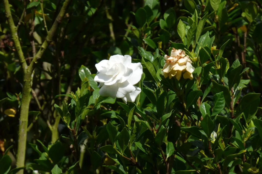 Cây dành dành lá nhỏ được trồng làm cảnh và cây thuốc nam