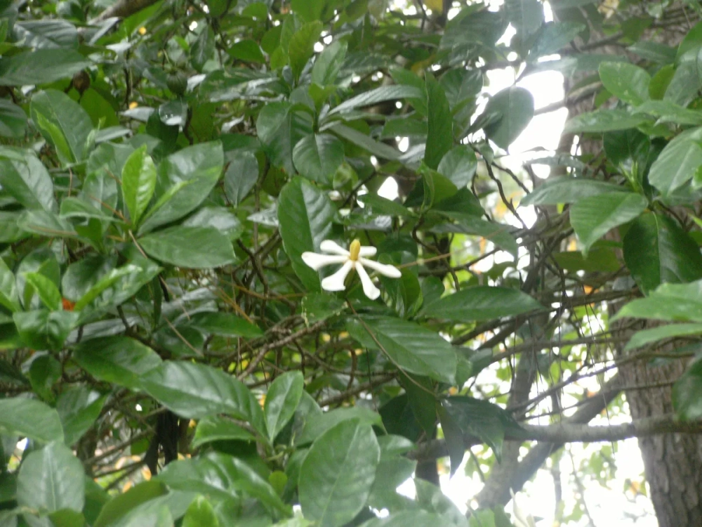 Quả dành dành khô sau khi được sơ chế dùng làm dược liệu