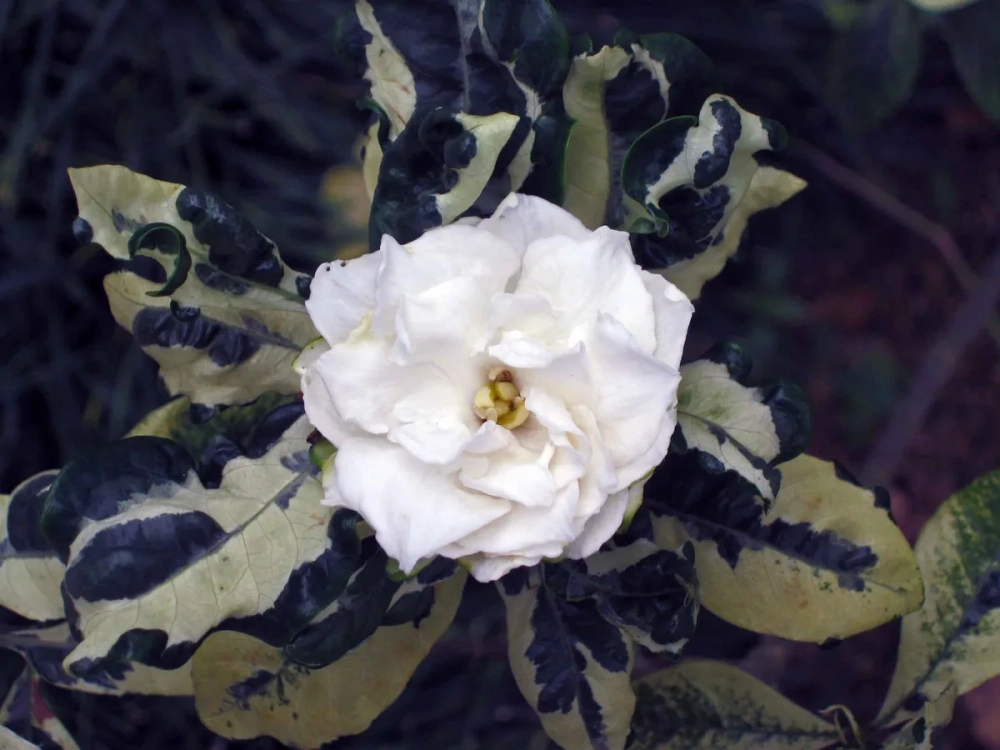 Cây dành dành mọc hoang dại bên bờ suối với lá xanh mướt