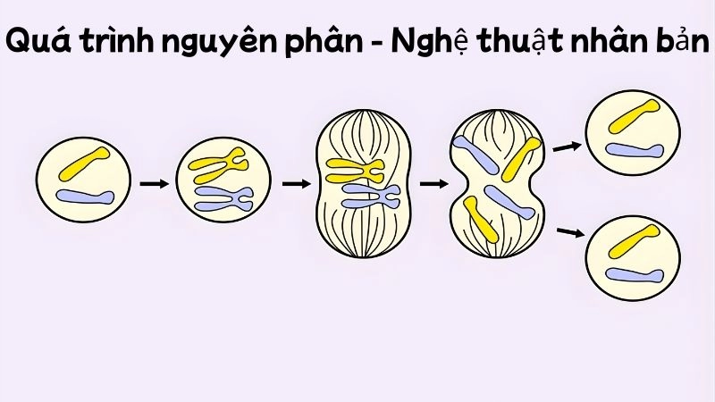 Quá trình nguyên phân - Nghệ thuật nhân bản