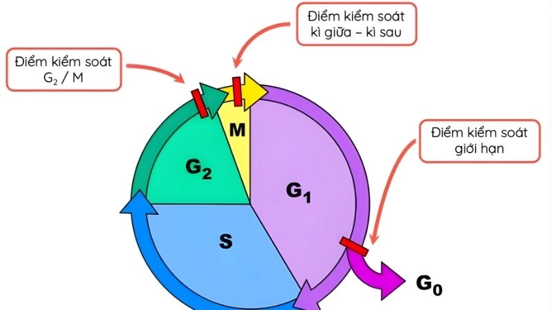 Ý nghĩa sinh học của việc đổi mới tế bào