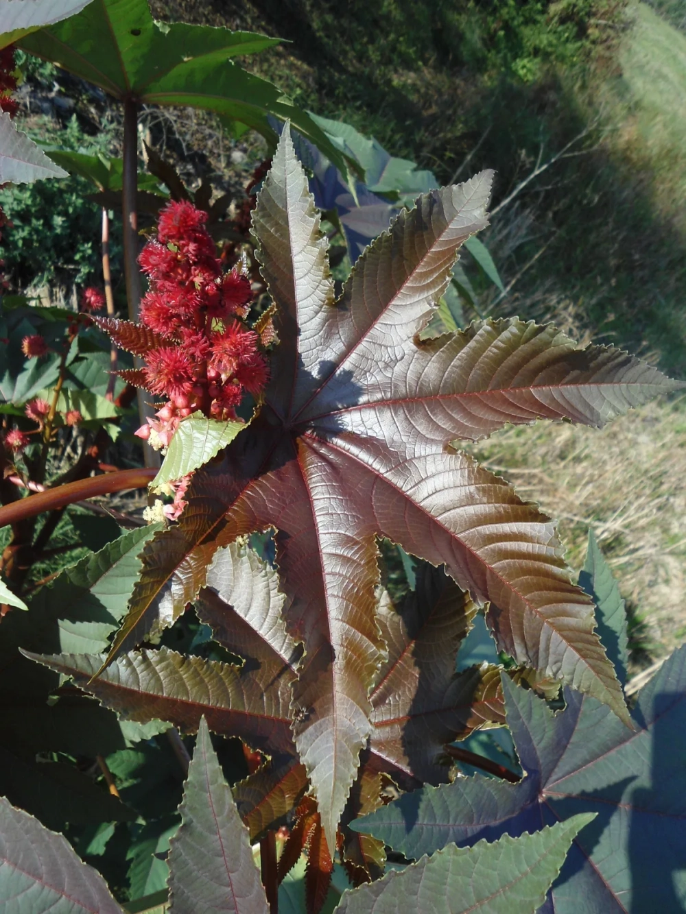 Cận cảnh hoa của cây thầu dầu tía trong tự nhiên