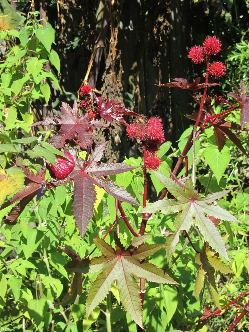 Quả thầu dầu tía lúc còn xanh trên cành