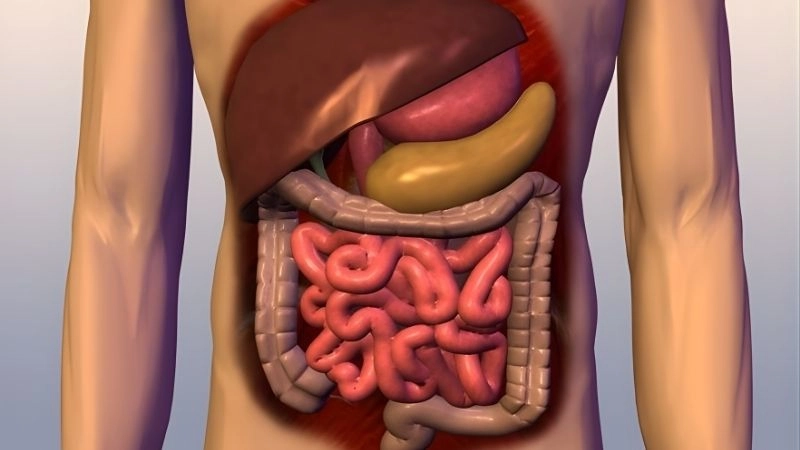 Sức mạnh kinh ngạc của các cơ quan nội tạng