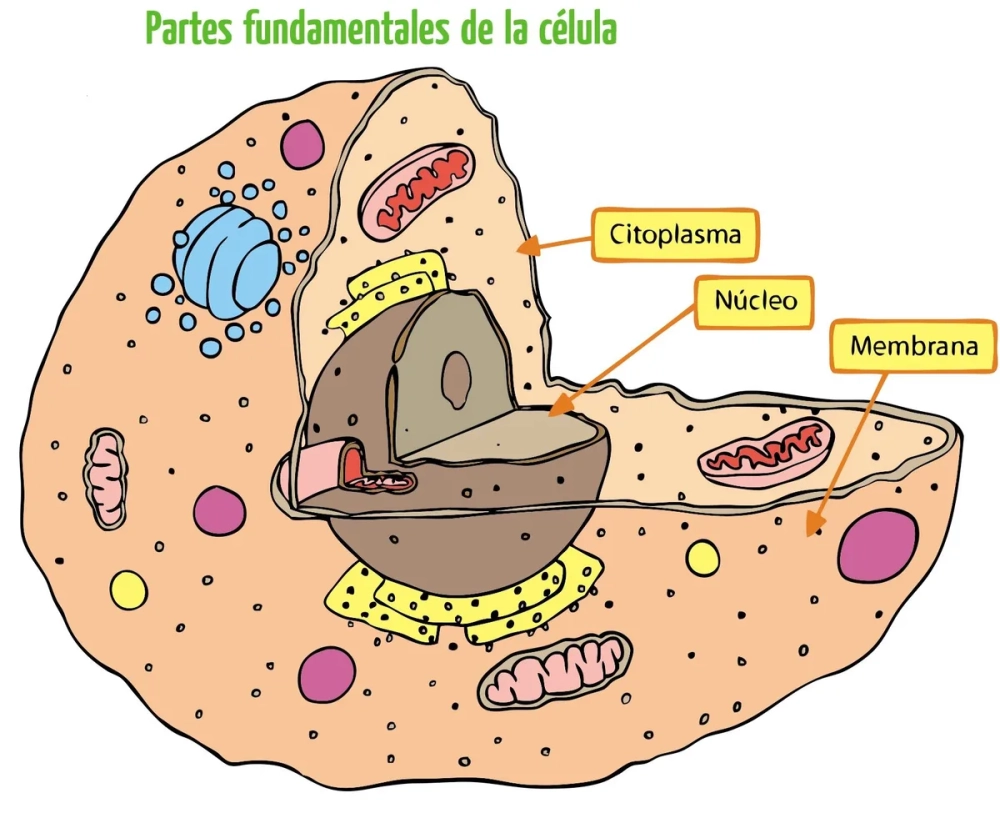 Sơ đồ cấu tạo các lớp của thành tế bào thực vật