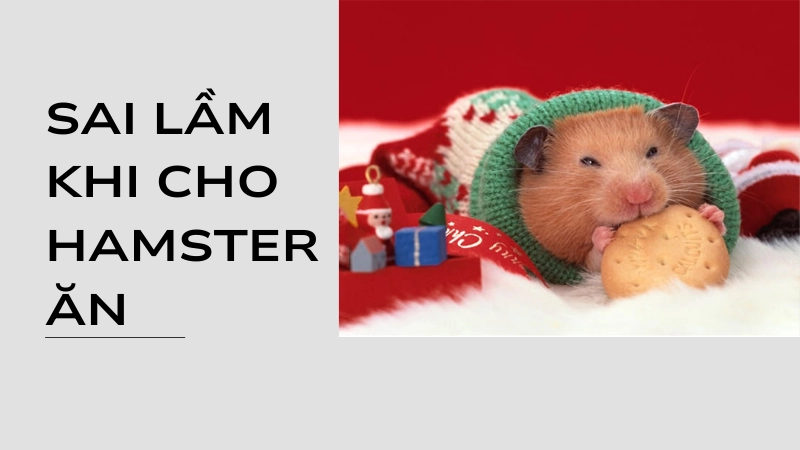 Sai lầm khi cho hamster ăn ai cũng mắc