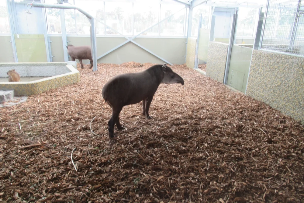 Chuột lang nước Capybara đang gặm cỏ xanh trên đồng