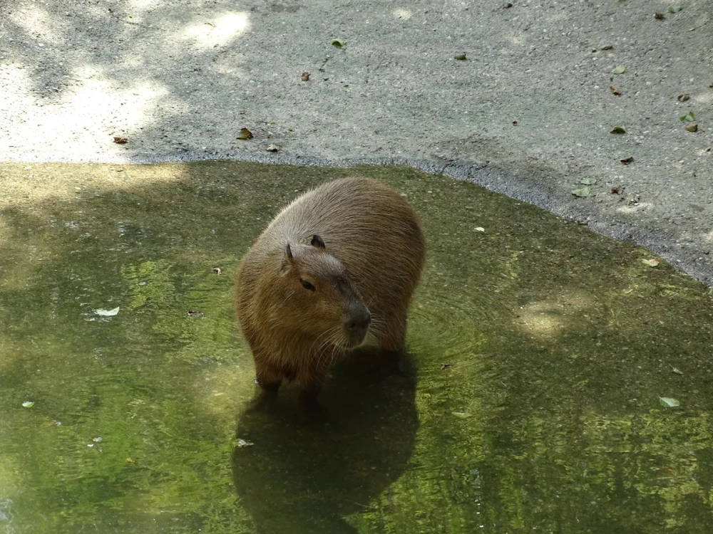 Gia đình chuột lang nước khổng lồ bơi lội dưới sông