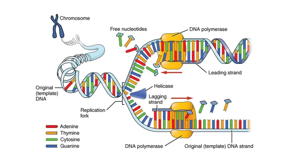 Hình ảnh minh họa đoạn mồi ARN trong tái bản