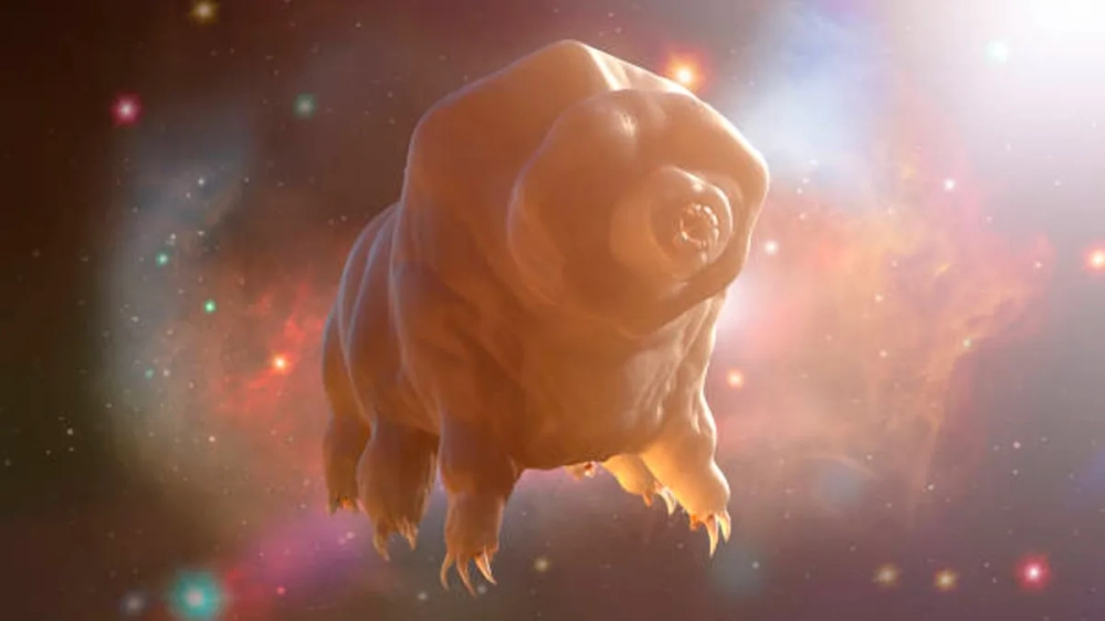 Hình ảnh hóa thạch gấu nước từ hàng triệu năm trước