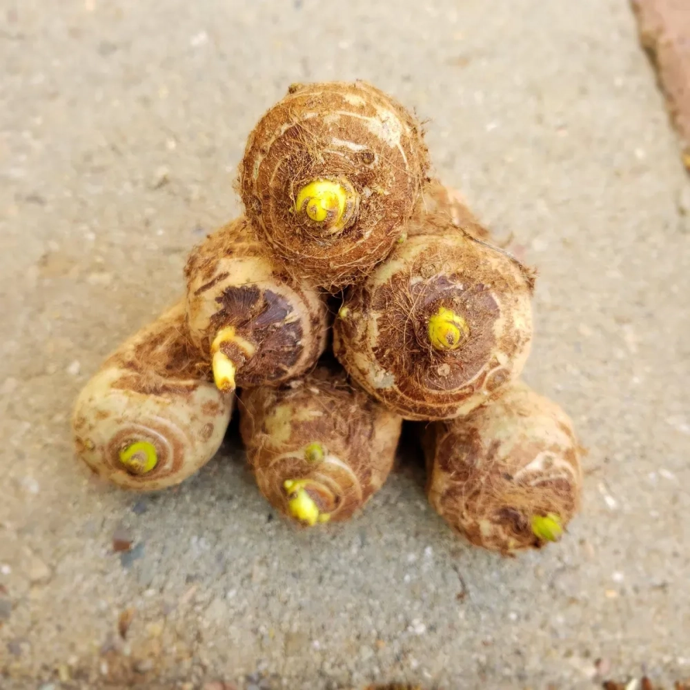 Đặc điểm nhận dạng lá và hình dạng củ ráy