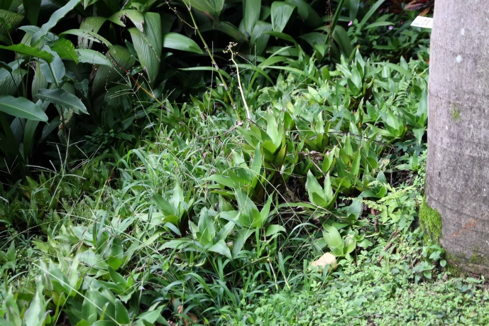 Cây lược vàng trị mụn và làm sạch da mặt