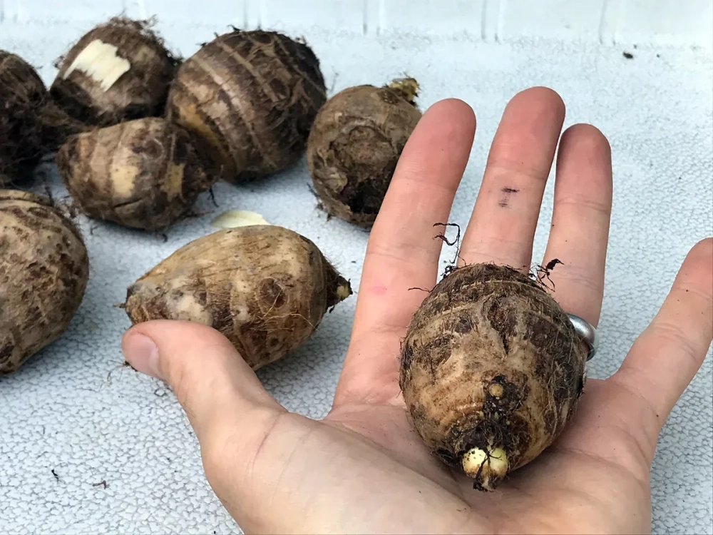 Cách sơ chế củ ráy khô để loại bỏ độc tố