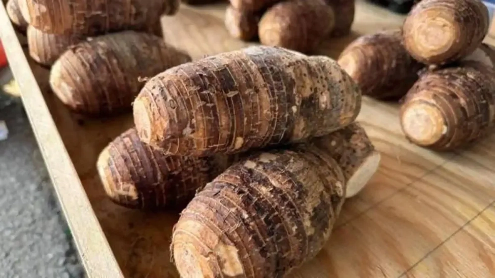 Phiến lá to rộng của cây củ ráy rừng