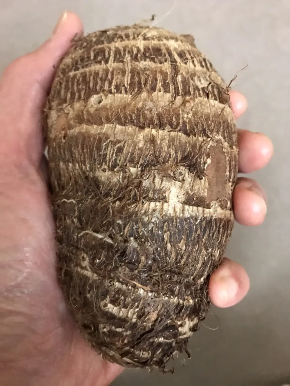 Phân biệt củ ráy dại và các loại cây dọc mùng