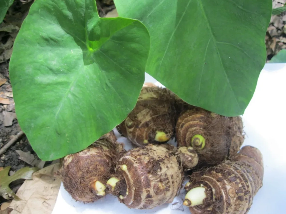 Hình ảnh củ ráy chữa bệnh gout sau khi thái lát